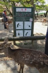 17-Nara